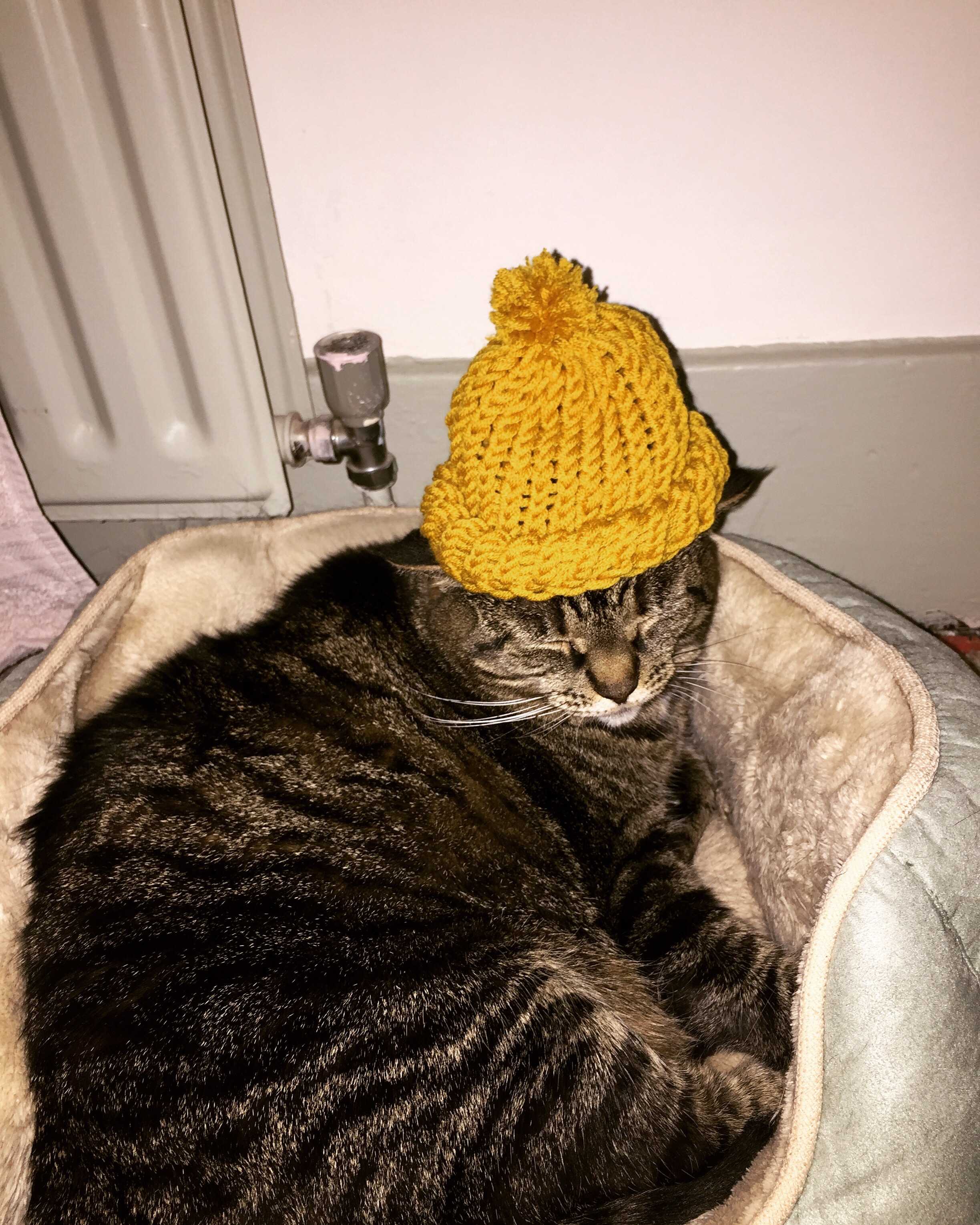 A warm, cozy studio scene: a tabby cat curled on a cream knit bed beside a soft brass radiator, draped in a pale yellow knitted beanie with a small pom-pom, with espresso brown wood paneling and cream walls behind; gentle morning light, beige and caramel tones, peaceful and homey.